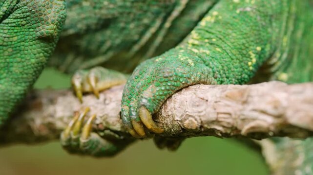Close up of Nails and face of a Parson's Chameleon (Calumma parsonii).