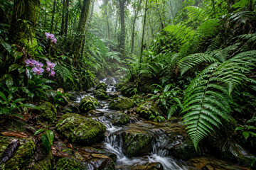 Fototapeta premium Tropical rainforest stream flowing over mossy rocks with ferns and blooming purple orchids