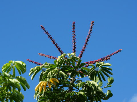 Flowering Octopus Tree (Schefflera actinophylla) Against Blue Sky in Hawaii