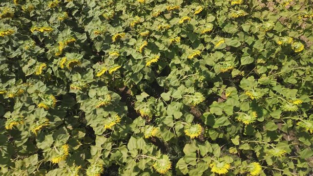 An aerial perspective showcases a dense field of bright yellow sunflowers blooming under natural daylight, highlighting textured green foliage and organic patterns across the landscape.