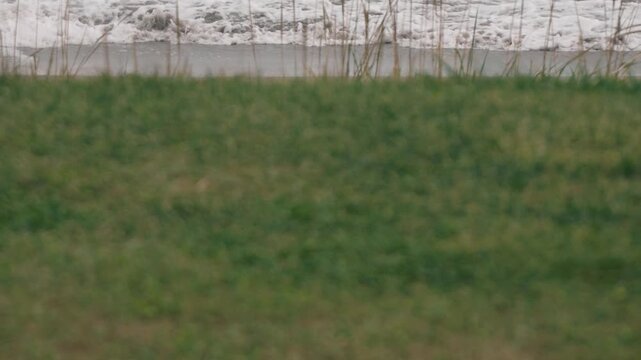 A grassy open space with a beach where waves are washing ashore in the background
