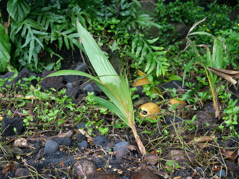 Young Palm Seedling Growing in Volcanic Soil on Hawaii Island