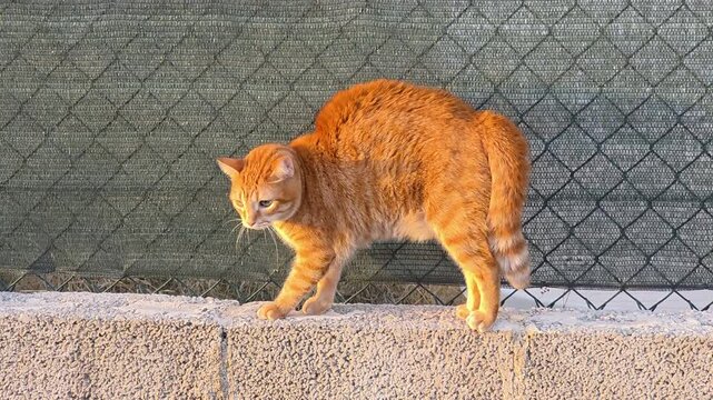 Ginger cat arched back scared looking at dog standing on wall outdoor