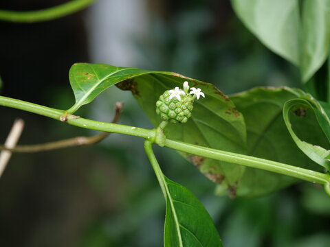 Noni (Morinda citrifolia) Flowers and Developing Fruit in Hawaii