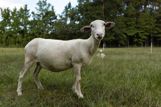 White sheep ewe on a grassy field
