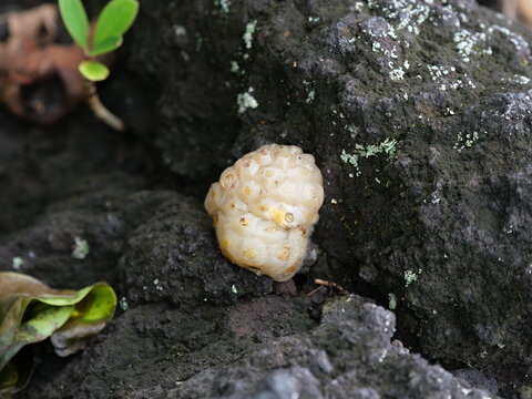 Ripe Noni Fruit (Morinda citrifolia) Fallen on Lava Rock in Hawaii