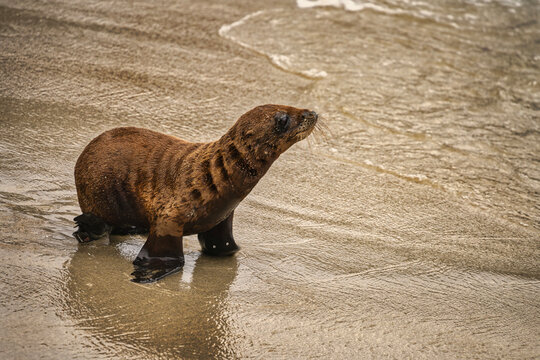 Sea Lions at La Jolla Cove in California