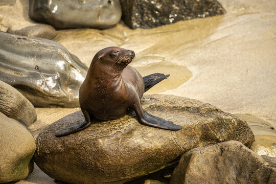 Sea Lions at La Jolla Cove in California