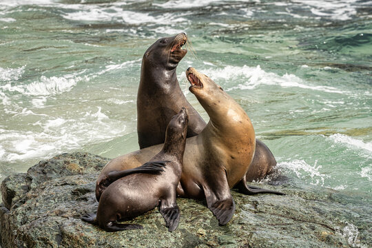 Sea Lions at La Jolla Cove in California