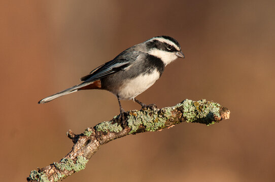 Ringed warbling finch, Microspingus torquatus, La Pampa Province, Patagonia, Argentina.