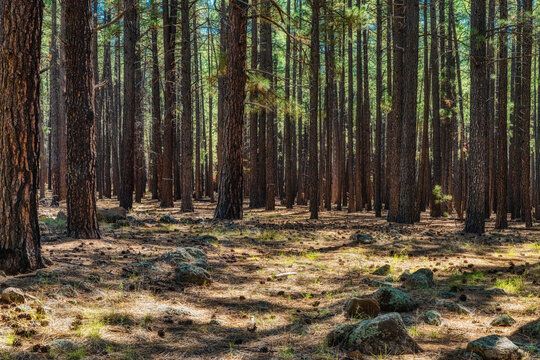 Arizona Forest