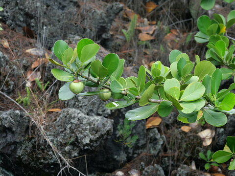 Autograph Tree (Clusia rosea) with Green Fruits Growing on Lava Rock in Hawaii