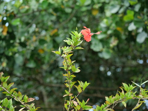 Red Hibiscus Flower Blooming in Tropical Vegetation on Hawaii Island
