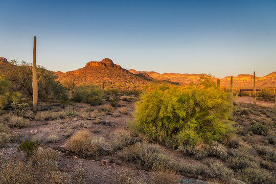 Saguaro in the Desert