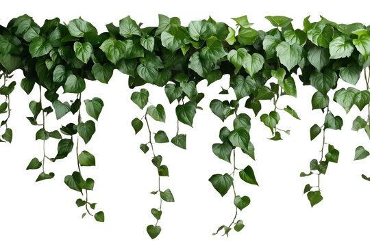 Dense hanging ivy border with trailing green vines