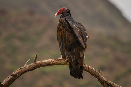 Turkey Vulture