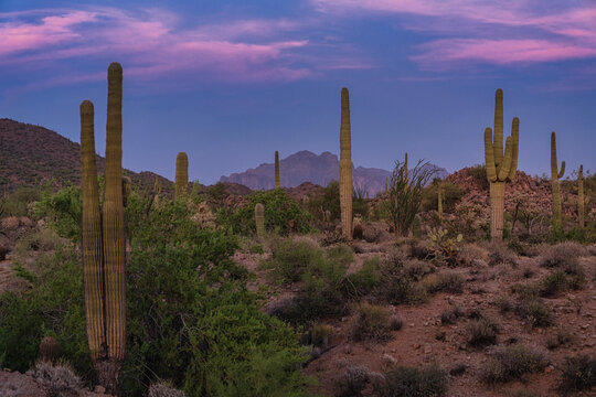 Saguaro in the Desert
