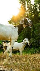 Fototapeta premium Goats standing in grassy field at sunset with golden backlight. Rural farm life and livestock concept in natural countryside environment. 