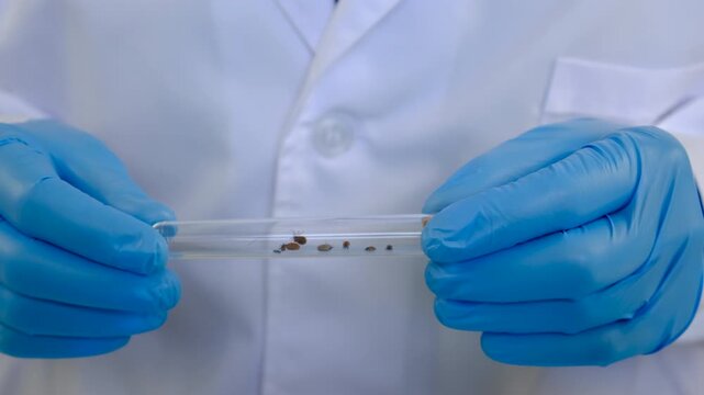 The tick laboratory is conducting an analysis. Selective focus.