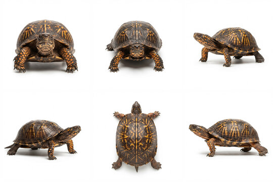 Box turtle multiple angle studio view set showing six different perspectives on a pure white background, ideal for zoology research, biology education, and wildlife design