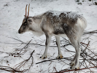Side profile shot of a young reindeer with snow on its back standing on snow-covered ground  © Robert