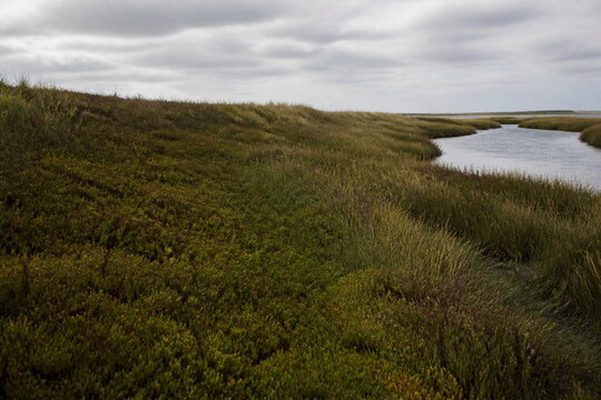 汽水域に続く塩生植物の植生帯
