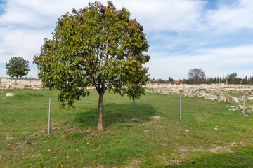 Fototapeta premium Ruins of Ancient Macedonian capital Pella, Greece