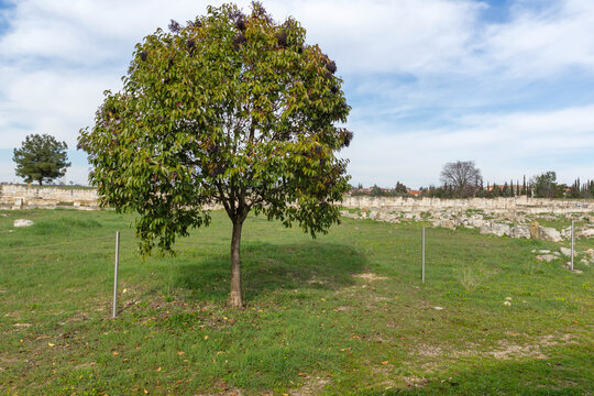 Ruins of Ancient Macedonian capital Pella, Greece