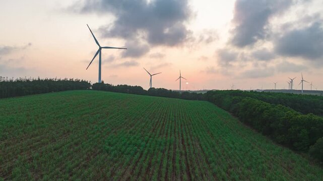 Aerial view of the sunset and windmills over the pineapple sea in Xuwen County, Zhanjiang.