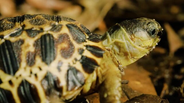 Close up of Face of a Spider tortoise (Pyxis arachnoides). Tropical rainforest of Madagascar island.