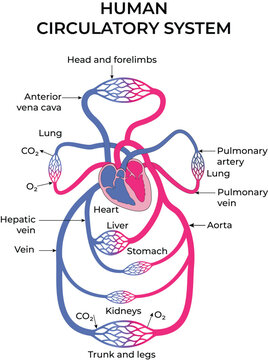 Human Circulatory System Anatomy Design Vector Illustration