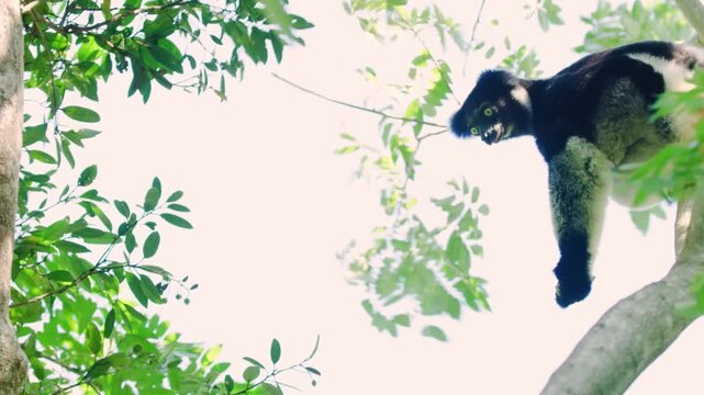 Indri, (Indri indri), slender, long-limbed primate found in the forests of Madagascar. 