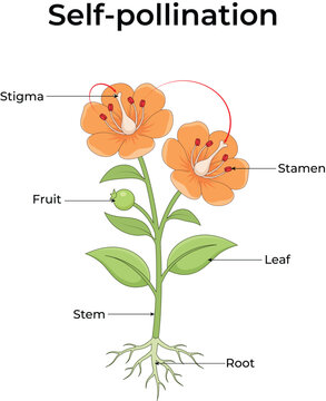 Self-Pollination and Cross-Pollination in Flowers, Plant Reproduction Educational Design Vector Illustration