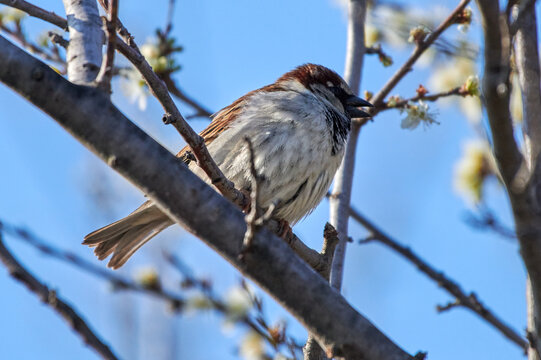 Male House Sparrow (Passer domesticus) Perched on a Blossoming Tree Branch Against Clear Blue Sky
