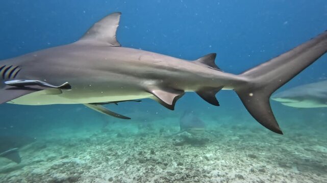Bull shark. A powerful marine predator. Swimming gracefully through the clear tropical waters of the Rainbow Reef in Fiji. With a remora fish attached to its side