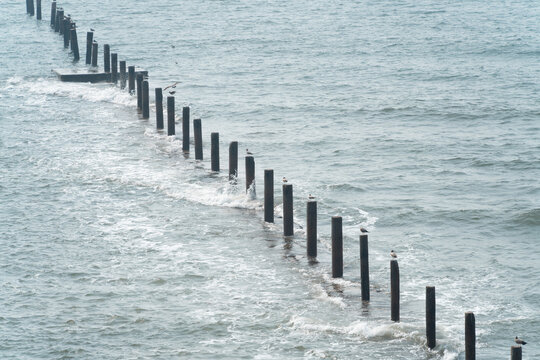 Wooden breakwater posts lined with seagulls in calm sea, No.1 Bathing Beach, Qingdao, China
