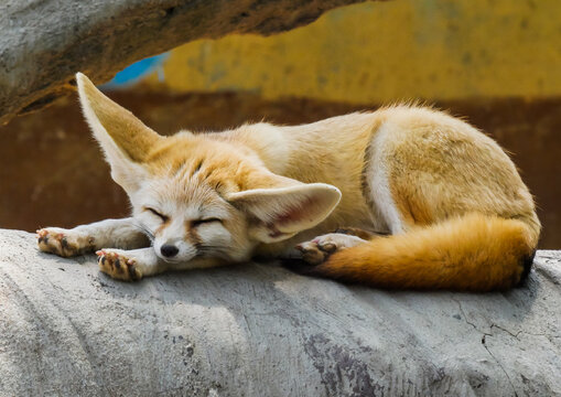 Carefree and relaxed: The fennec fox stretches out its front paws and sleeps soundly on the rocks, a heart-melting, healing moment