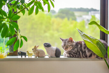 Naklejka premium 窓辺で動物のミニチュア達と並んでくつろぐ猫