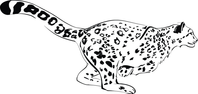 Minimalist Snow Leopard Line Art