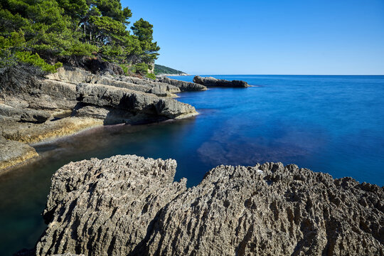 Rocky cliff on the Adriatic coast with coniferous stone pine trees