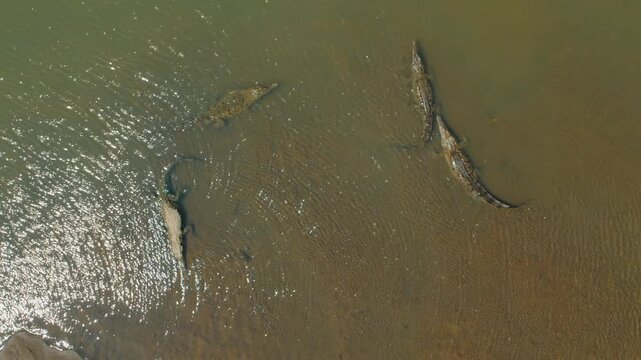 Group of crocodiles rest in shallow water of Tarcoles River bank in Costa Rica