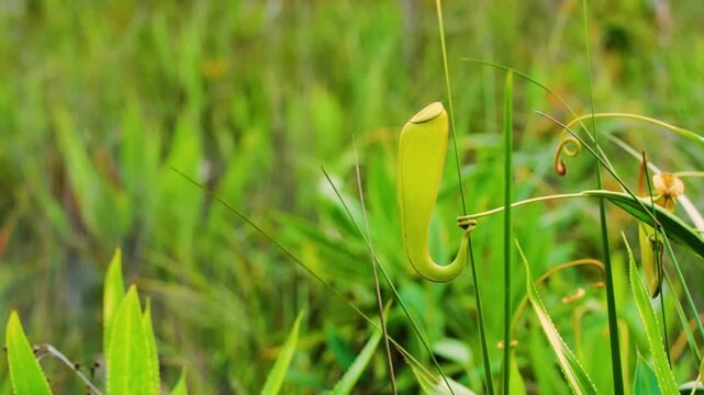 Close up of a Nepenthes mirabilis or the common swamp pitcher-plant and tropical pitcher plant, is a carnivorous plant species in Madagascar rainforest. 