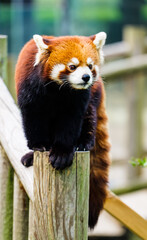 Obraz premium A cute red panda sitting seriously on a wooden stump, with a serious expression in this nature portrait
