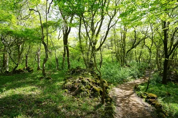 fine forest pathway through old mossy rocks © SooHyun