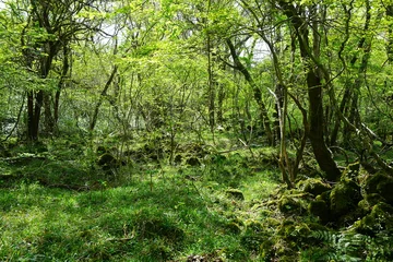 old wild forest in the spring sunlight © SooHyun
