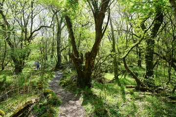 fine spring pathway through old trees © SooHyun
