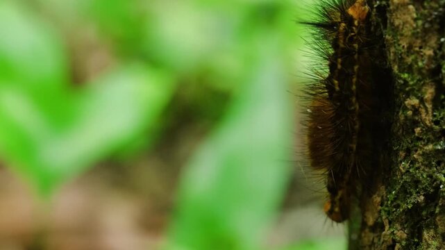 Gypsy moth caterpillar - Lymantria dispar.