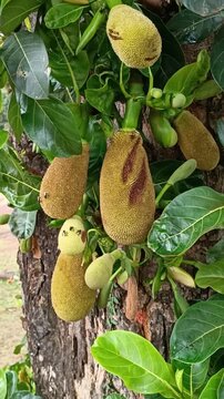 A jack fruits growing on a jack tree trunk. Jack fruits hanging in trees in a tropical.
