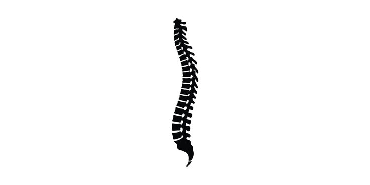 Silhouette illustration of a human spinal column from a lateral perspective.