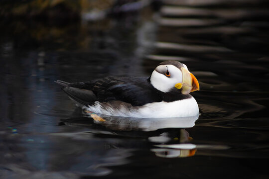 Horned Puffin angled view